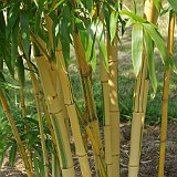 Phyllostachys vivax Huangwenzhu-inversa.JPG